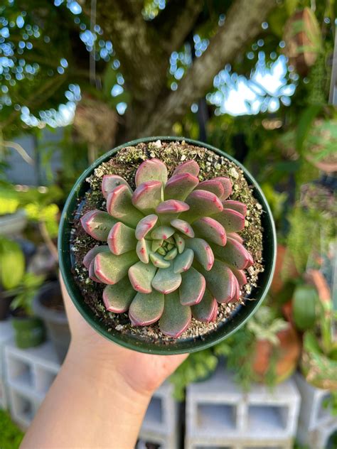 Graptoveria Bashful Pink Ruby Rare Succulent Live Plant Etsy