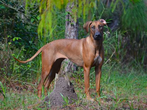 Kengali Rhodesian Ridgebacks Tsia