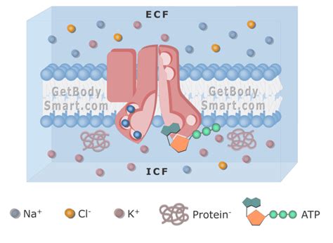 Sodium Na Potassium K Pump Atpase Getbodysmart