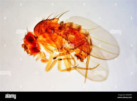 Fruchtfliege Drosophila Melanogaster Fotos Und Bildmaterial In Hoher