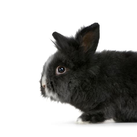 Premium Photo | Dwarf rabbit isolated