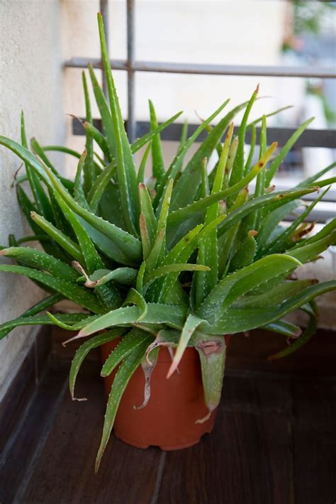 Why Does My Aloe Plant Have Brown Tips Indoor Plants