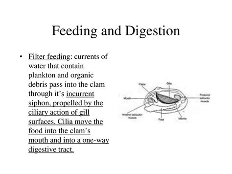 Phylum Mollusca Ppt Download