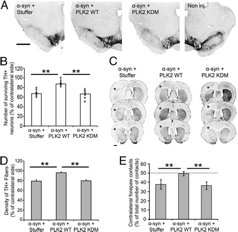 Polo like kinase 2 regulates selective autophagic α synuclein clearance