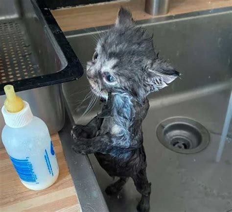 Le petit chaton était blotti dans un tas de feuilles les yeux