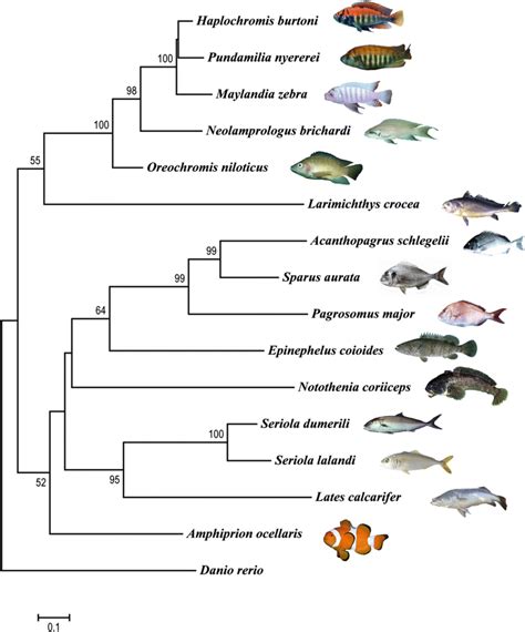 Phylogenetic Trees Reconstructed Using Maximum Likelihood Ml Methods