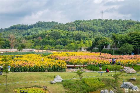 超大粉色花海限时开放，还有绝美花径、田野风情澎湃号·湃客澎湃新闻 The Paper