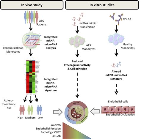 Characterization Of Antiphospholipid Syndrome Atherothrombotic Risk By