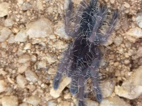 Phormingochilus Sp Rufus Peach Earth Tiger 2 3cm