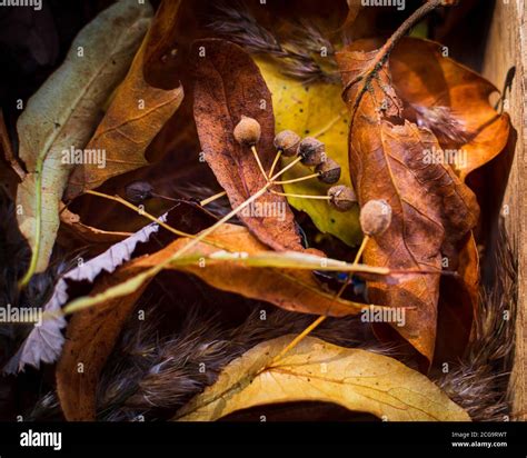 Linden tree seeds hi-res stock photography and images - Alamy