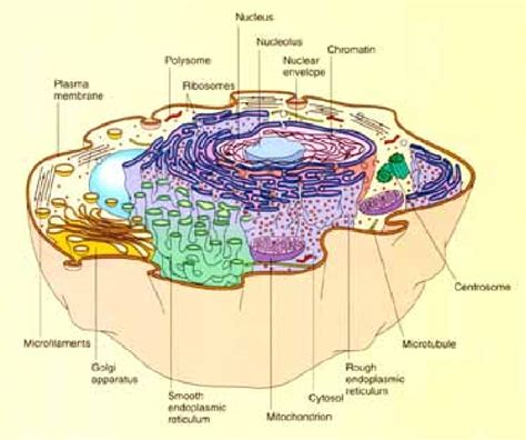 Cell Structure Ref Robert F Weaver Molecular Biology Mcgraw