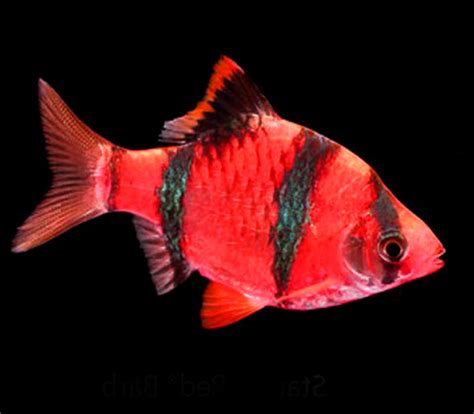 Premium New Starfire Very Red Glofish Tiger Barb