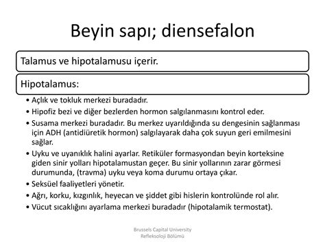 SİNİR SİSTEMİ ANATOMİSİ Esat Başaran Akademi PPT