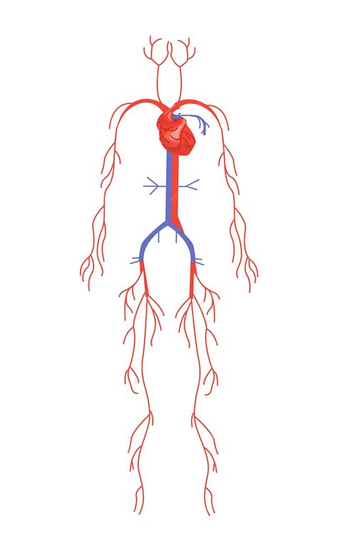 Conception De La Structure Anatomique Du Corps Système Cardiovasculaire