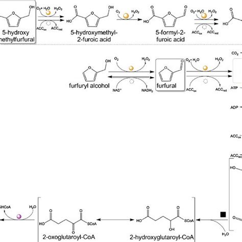 Metabolic Pathways Of 5 Hydroxymethylfurfural A And Furfural B