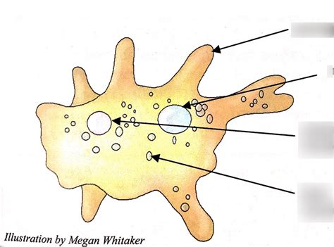 Amoeba Proteus Diagram