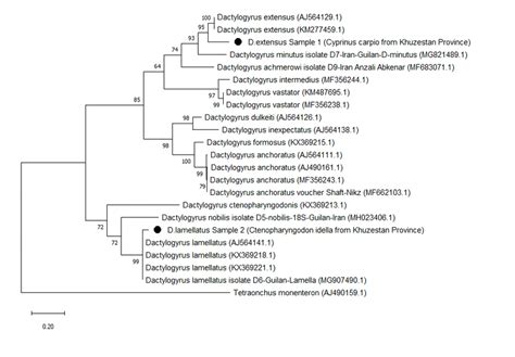 Phylogenetic Tree Based On The Partial Sequence Of S Its Region