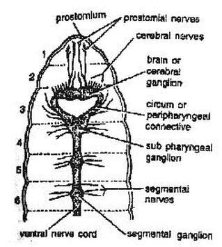 Earthworm Ventral Nerve Cord