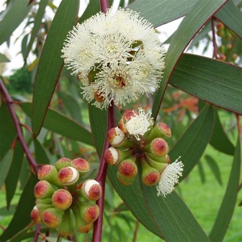 Eucalyptus Plant - Vedic Paths