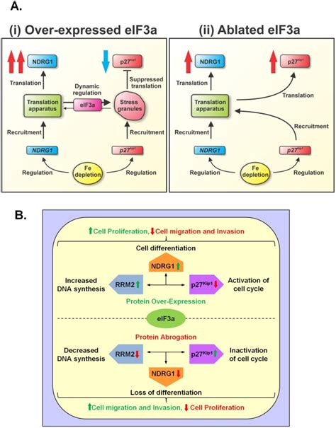 A Working Model That Describes Eif3as Role In Regulating Ndrg1 And