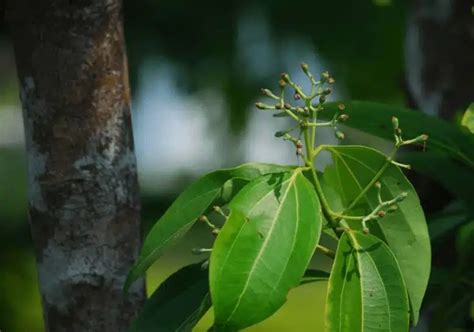 شجرة القرفة Cinnamomum Verum Tree شجرة دائمة الخضرة مشتلي