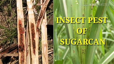 Insect Pest Of Sugarcane YouTube