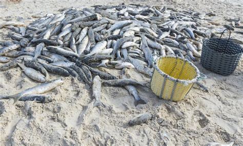 Fishing result stock photo. Image of fishermen, culture - 92699070