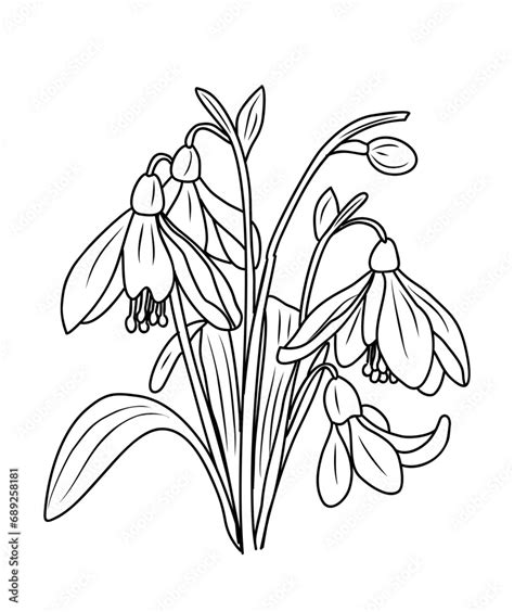 Snowdrop flower, plant, January birth month flower, hand drawing ...