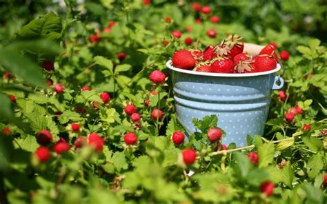 Земляника: какую выбрать – Энциклопедия домовладельца