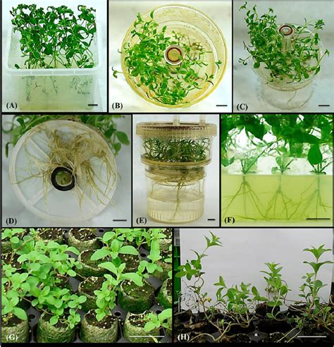 Micropropagation Stages Of S Rebaudiana In Different Cultures