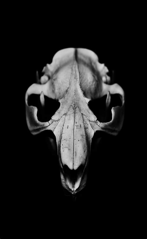 I Photographed Animal Skulls 8 Pics Bored Panda