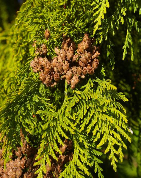 Thuja plicata - Trees and Shrubs Online