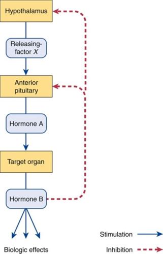 Endocrine Pathopharm Flashcards Quizlet