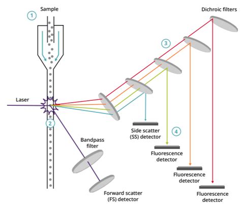 What Is Flow Cytometry Abcam