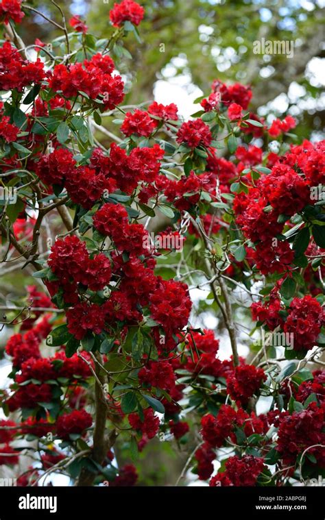 Rhododendron Queen Of Hearts,crimson red flowers,flower,flowering,tree,trees,garden,woodland,RM ...