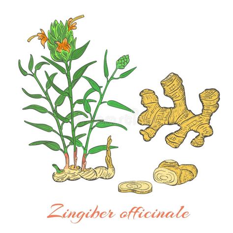 Zingiber Officinale Flower Stock Illustrations 79 Zingiber Officinale