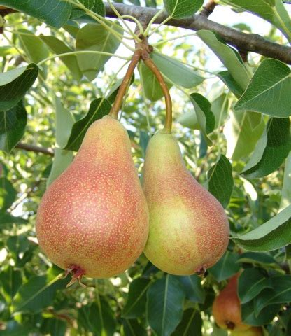 Bella Di Giugno Serratore Vivai E Piante