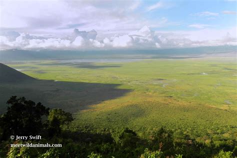 ngorongoro crater - Meet Wild Animals