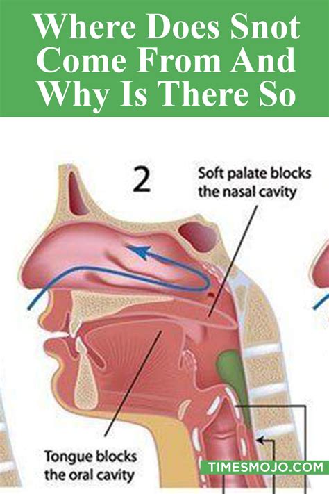 Where Does Snot Come From And Why Is There So Much TimesMojo