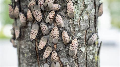 The Invasive Spotted Lanternfly Is Spreading Across The Eastern U S