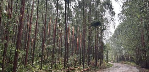 Temporal Derruba Rvores E Interdita Sc Em Santa Helena