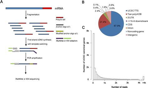 Differential Genome Wide Profiling Of Tandem 3 UTRs Among Human Breast