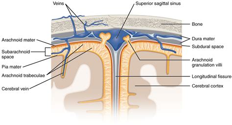 134 Circulation And The Central Nervous System Medicine Libretexts