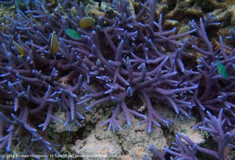 Snorkeling in Fiji along the coral reefs | HI Travel Tales