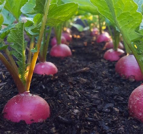 How To Grow Radishes From Seed To Table Homestead And Chill Artofit