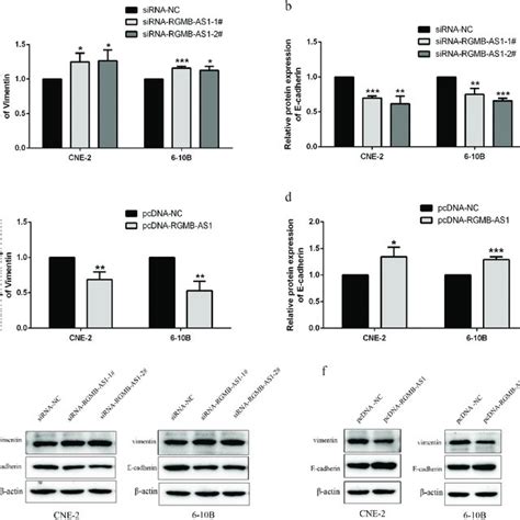 Effects Of Overexpression Or Knockdown Of LncRNA RGMB AS1 On Cell EMT