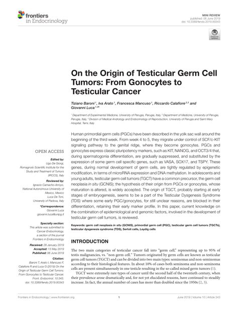 Pdf On The Origin Of Testicular Germ Cell Tumors From Gonocytes To