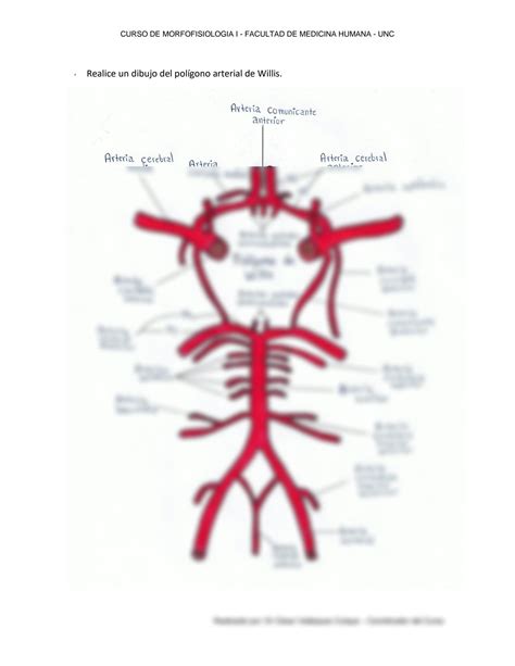 Solution Esquema Dibujado Del Pol Gono De Willis Irrigaci N Cerebral