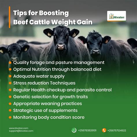 The Importance Of Cattle Fattening Feeds For Optimal Nutrition And