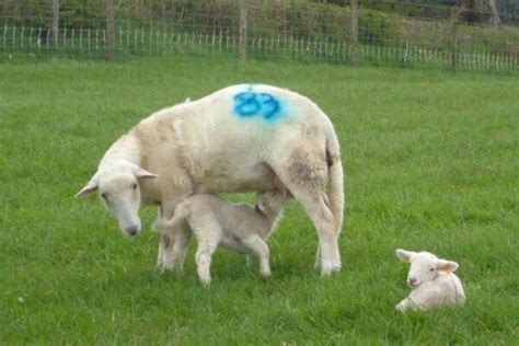 Easy Care Sheep The Easycare Sheep Society